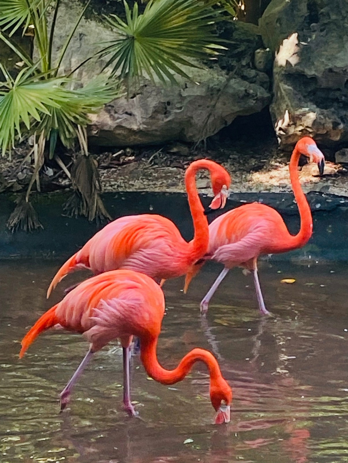 Flamingos in a tropical paradise